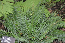 Fern Christmas — photo 2
